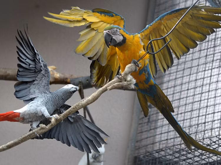 Chay nha, vet o My biet goi nguoi den cuu