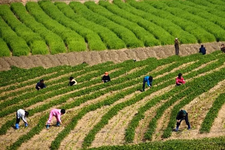 Trong khi học phổ thông là nghĩa vụ ở Triều Tiên, nhiều em nhỏ vẫn dành nhiều thời gian để làm công việc đồng ruộng. (Nguồn: ATI)