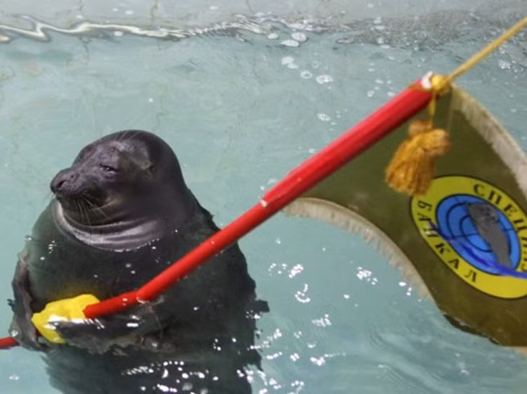 Hải cẩu vẫy cờ trong một buối trình diễn nhân Ngày Chiến thắng ở thành phố Irkutsk, Siberia.