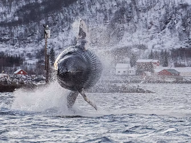 Cá voi nặng hơn 40 tấn biểu diễn màn nhào lộn trên không trung ở Na Uy.