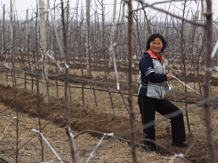 Một nữ nông dân làm việc trong nông trại trồng cây ăn quả Daedonggang rộng 125 ha ở ngoại ô Bình Nhưỡng.