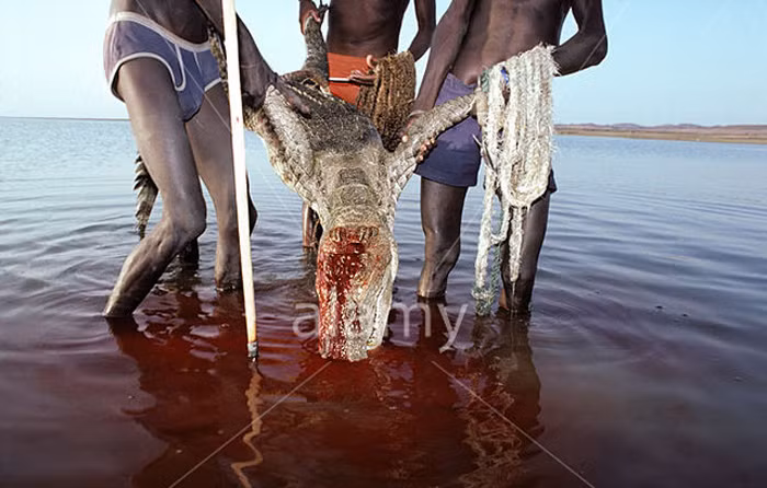 Người El Molo dùng bè nhỏ làm bằng thân cây cọ bơi ra cửa sông, dùng cơ thể mình làm mồi dụ cá sấu. Khi cá sấu tấn công, họ sẽ dùng lao, móc chế ngự cá sấu khổng lồ.