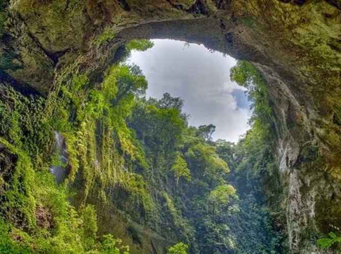 Vườn quốc gia Phong Nha - Kẻ Bàng có rừng nhiệt đới ẩm, còn tương đối nguyên vẹn trên núi đá vôi với độ che phủ chiếm 94%, trong đó 84% là rừng nguyên sinh.