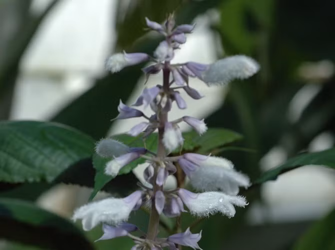 7. Salvia: Salvia được sử dụng bằng cách hút hoặc nhai lá. Được mô tả là có thể "áp đảo các giác quan", Salvia gây hoang tưởng cực đoan trong vòng vài giây. Salvia divinorum được trồng ở Sierra Mazateca, Oaxaca, Mexico và một số vùng ở Nam Mỹ.