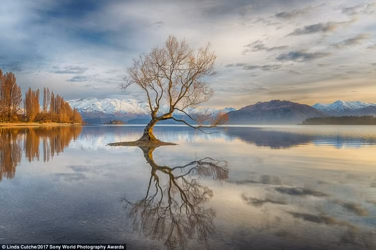 Bức ảnh Mặt trời rọi ánh vàng lên thân cây cô đơn trên hồ Wanaka ở New Zealand là tác phẩm đầy thơ mộng của nữ nhiếp ảnh gia Linda Cutche