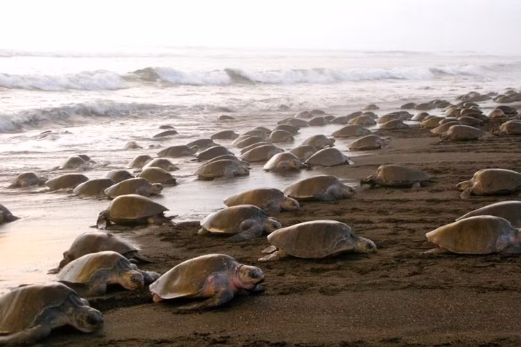 10 ky quan thien nhien it duoc biet den tren the gioi-Hinh-4