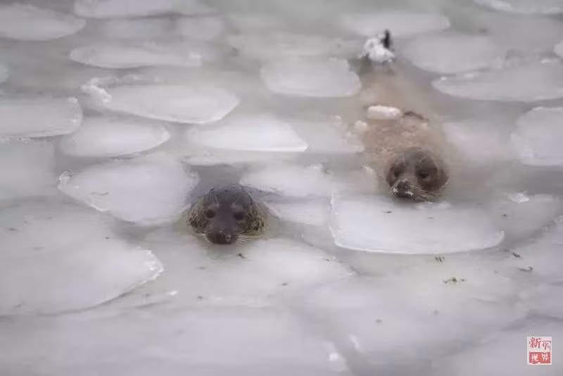 Hai chú hải cẩu chật vật luồn lách qua các khối băng lạnh buốt ở Khu nghỉ dưỡng Yantai, tỉnh Shandong, ngày 20/1/2016.