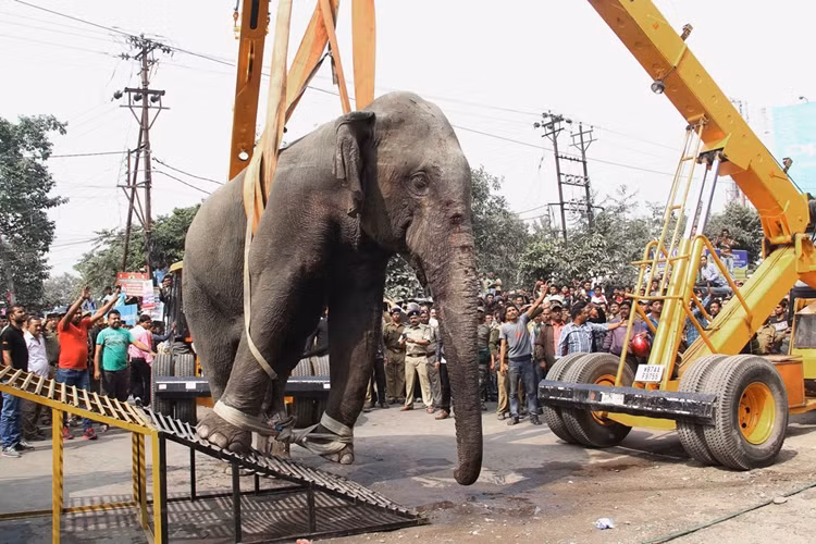 Các nhà chức trách “cẩu” con voi rừng lên một chiếc xe tải.
