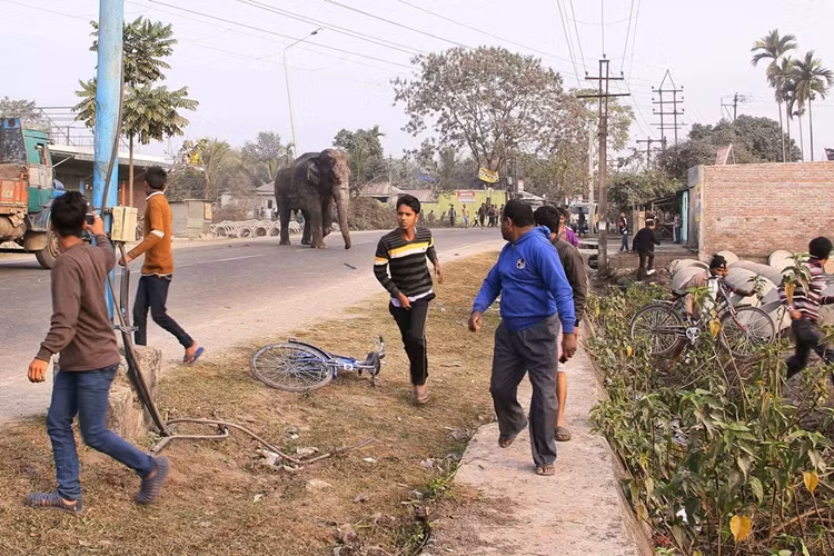 Khung cảnh hỗn loạn trên đường phố ở thị trấn Siliguri.