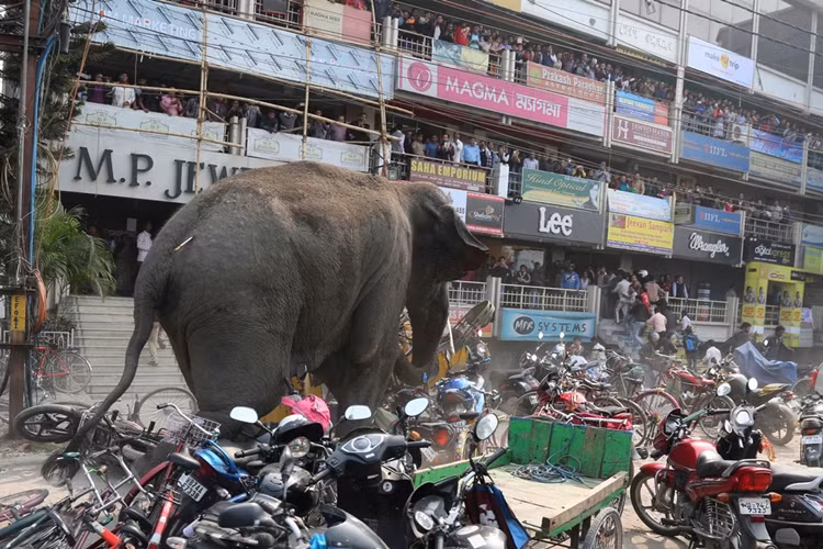 Người dân Ấn Độ chạy ra ban công xem như chú voi rừng dẫm đạp lên nhiều xe máy cản đường đi của nó trên một đường phố ở Siliguri.