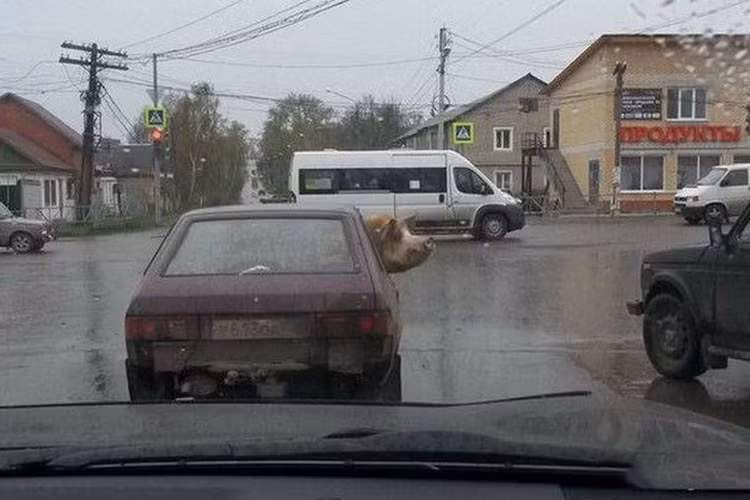 Lợn lơ xe trên đường phố Nga. (Ảnh: ER)