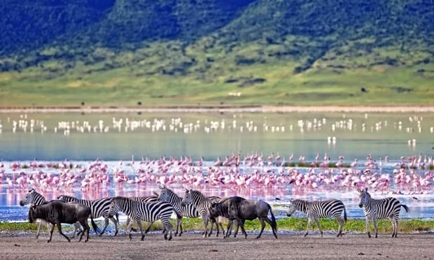 Tham quan thế giới động vật ở Châu Phi: Tanzania là một thiên đường động vật hoang dã nổi tiếng đa dạng chủng loại, kích thước như sư tử, voi, beo, trâu, tê giác, ngựa vằn, hươu cao cổ... đây là điểm đến cho những ai yêu thích động vật, thích khám phá để trải nghiệm một cuộc phiêu lưu thực sự.