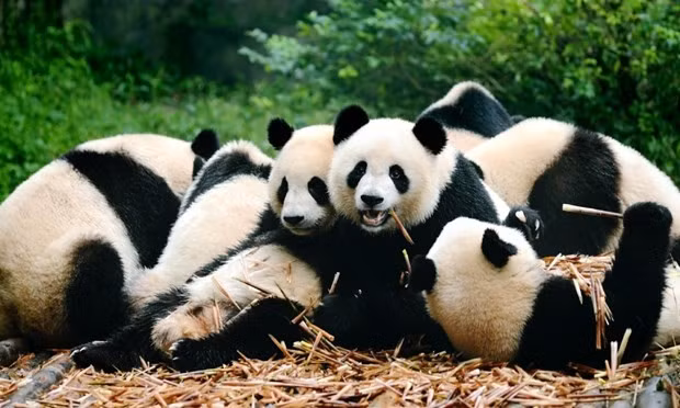 Tham quan gấu trúc ở Trung Quốc: Dạo quanh nhìn ngắm các chú gấu trúc vui chơi và tranh dành ăn uống trong khu bảo tồn nổi tiếng ở Thành Đô, tham quan danh lam thắng cảnh hùng vĩ của Trung Quốc như Kinh đô Bắc Kinh, Đội quân đất nung, Lạc Sơn Đại Phật, Vạn Lý Trường Thành hay thưởng thức các món ăn nổi tiếng ở Tứ Xuyên, vịt quay Bắc kinh trứ danh, nâng ly cùng với một ly trà xanh… là những trải nghiệm không thể bỏ qua khi thực hiện chuyến phiêu lưu đến đây.