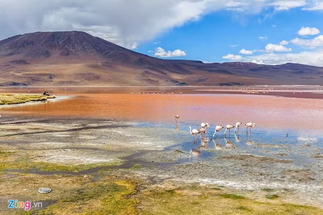 Xung quanh Salar de Uyuni có nhiều hồ nước, nơi tập hợp của các loài hồng hạc Nam Mỹ. Thức ăn của hồng hạc là loại vi khuẩn và tảo trong các hồ nước muối làm cho Uyuni thay đổi màu sắc liên tục theo từng mùa. Vào tháng 11, hàng nghìn con hồng hạc tập trung nơi đây để bước vào thời kỳ giao phối.
