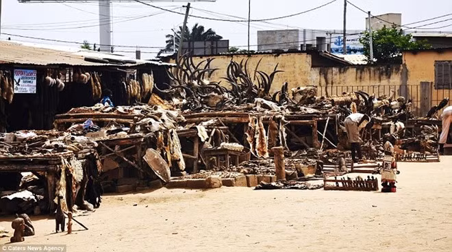 Khu chợ này đã hoạt động trong nhiều năm và bị siết chặt vì một số kẻ lợi dụng buôn bán động vật quý hiếm.