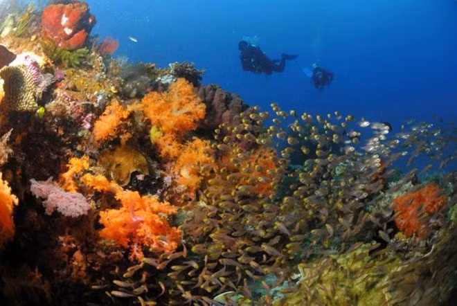 Sau khi chiêm ngững những báu vật của đại dương, du khách có thể dạo xuồng khám phá hệ động thực vật trên cạn hay gặp gỡ người dân Papua và tìm hiểu nền văn hóa độc đáo của họ... Ảnh: Nautisme.