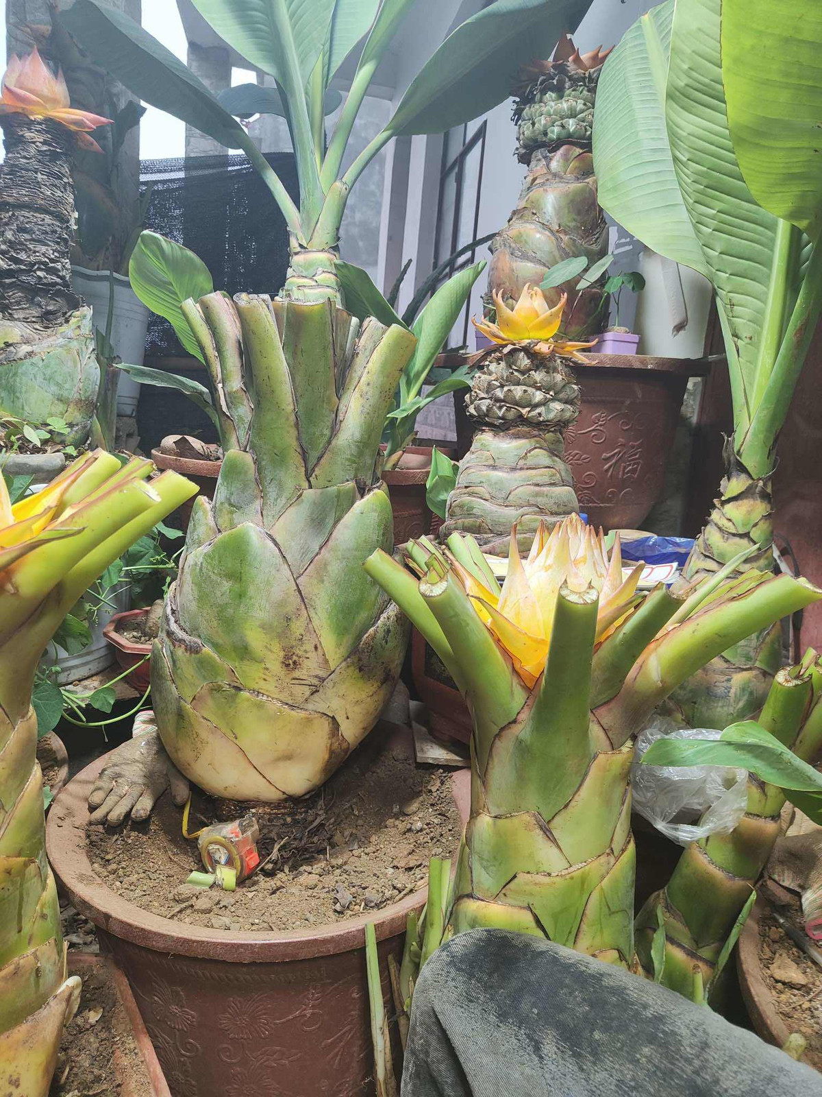 “Cây chuối lạ” được trồng lên chậu, bán giá 2 triệu đồng/cây - Hình 2 “Cay chuoi la” duoc trong len chau, ban gia 2 trieu dong/cay-Hinh-2