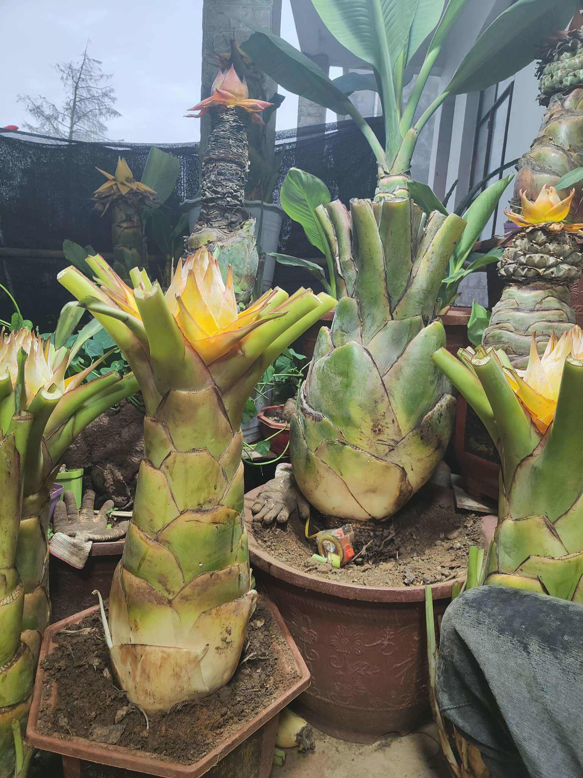 “Cây chuối lạ” được trồng lên chậu, bán giá 2 triệu đồng/cây - Hình 3 “Cay chuoi la” duoc trong len chau, ban gia 2 trieu dong/cay-Hinh-3