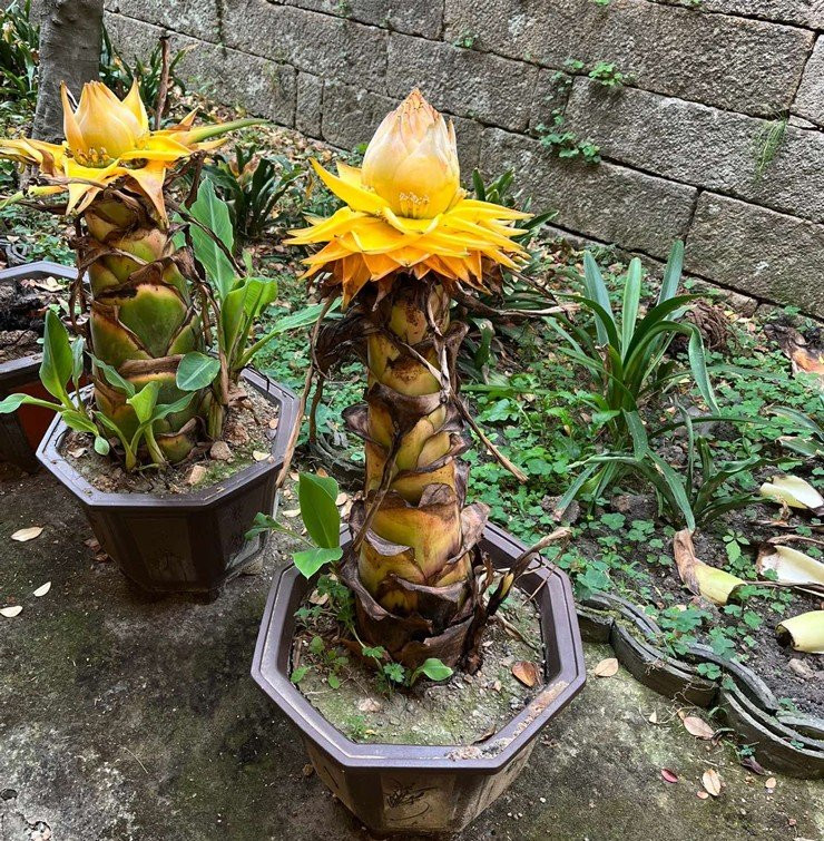 “Cây chuối lạ” được trồng lên chậu, bán giá 2 triệu đồng/cây “Cay chuoi la” duoc trong len chau, ban gia 2 trieu dong/cay