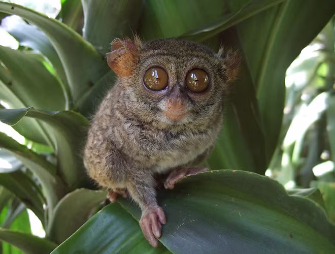 Thay vì có móng tay, móng chân như các loài linh trưởng khác, khỉ lùn lại sở hữu những vuốt sắc nhọn. Bên cạnh đó, với cấu tạo xương mu bàn chân đặc biệt, đôi chân của khỉ Tarsier trở nên nhanh nhẹn, khỏe mạnh. Khoảng cách một cú nhảy của chúng có thể dài gấp 40 lần chiều dài cơ thể.