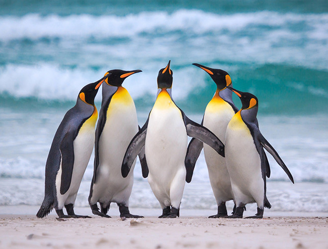 Với ngoại hình và dáng đi vô cùng dễ thương, chim cánh cụt được xem là một trong những loài sinh vật đáng yêu nhất thế giới