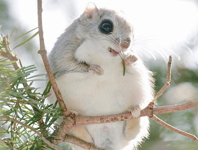 Với bộ lông bồng bềnh, mềm mại, đôi mắt đen to tròn cùng bàn chân nhỏ xíu dễ thương, sóc bay Ezo Momonga dễ dàng chiếm được thiện cảm của con người. Ở Hokkaido, Nhật Bản, chúng được coi là linh vật của địa phương, được vẽ hình trên vé tàu di chuyển trong khu vực.