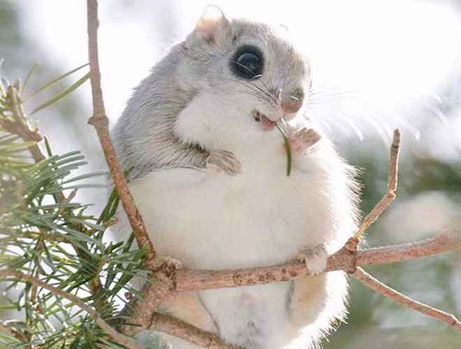 Với bộ lông bồng bềnh, mềm mại, đôi mắt đen to tròn cùng bàn chân nhỏ xíu dễ thương, sóc bay Ezo Momonga dễ dàng chiếm được thiện cảm của con người. Ở Hokkaido, Nhật Bản, chúng được coi là linh vật của địa phương, được vẽ hình trên vé tàu di chuyển trong khu vực.