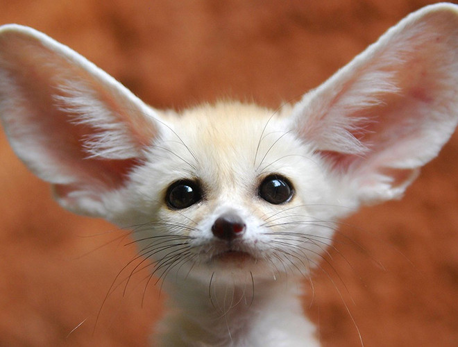 Với cân nặng chỉ từ 0,68-1,59kg, Fennec là loài cáo nhỏ nhất trên thế giới. Tuy vậy, với lợi thế chiều cao khoảng 20,3cm và chiếc đuôi dài, cáo Fennec cực kỳ nhanh nhẹn và có khả năng bật cao đáng kinh ngạc. Chúng sống nhiều ở vùng sa mạc quanh Bắc Phi.