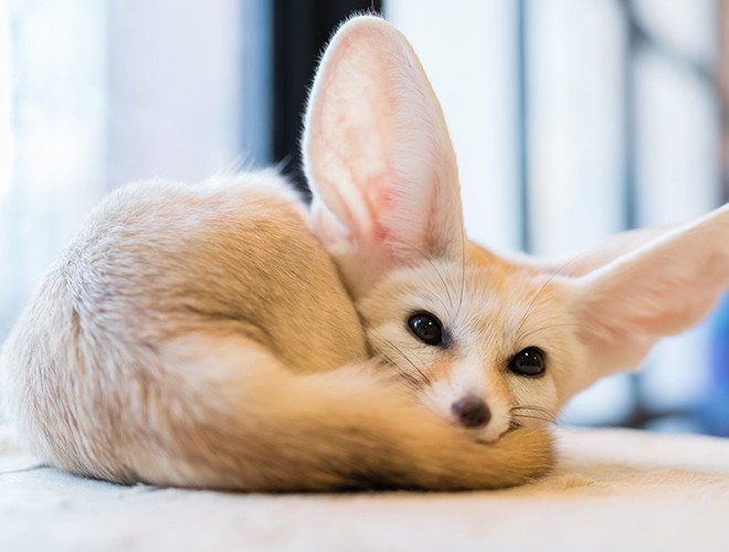 Cáo Fennec chiếm được cảm tình nhờ khuôn mặt vô cùng đáng yêu. Đặc biệt, đôi tai dài và to là một lợi thế, có tác dụng tản nhiệt và giúp chúng nghe ngóng chính xác vị trí của con mồi ẩn sâu dưới lớp cát sa mạc.