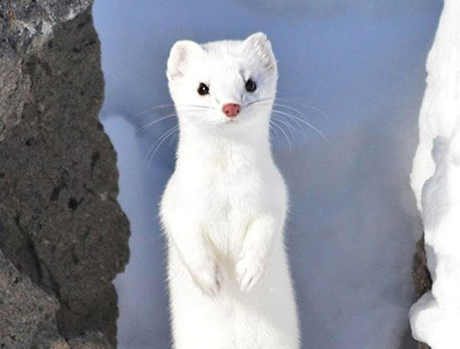 Chồn tuyết Iizuna thường sống ở những vùng khí hậu lạnh giá như phía Bắc của Hokkaido, Nhật Bản, phía Bắc Siberia hay bán đảo Scandinavia. Chúng có chiều dài từ 13-29cm và nặng khoảng 0,3kg.