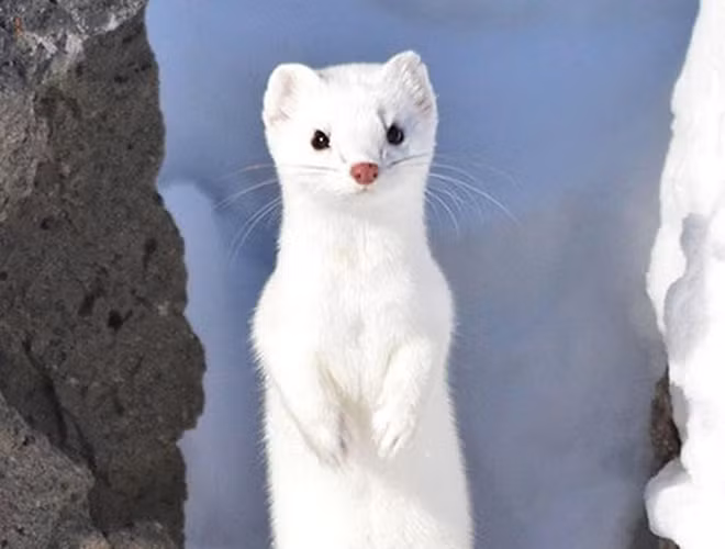 Chồn tuyết Iizuna thường sống ở những vùng khí hậu lạnh giá như phía Bắc của Hokkaido, Nhật Bản, phía Bắc Siberia hay bán đảo Scandinavia. Chúng có chiều dài từ 13-29cm và nặng khoảng 0,3kg.