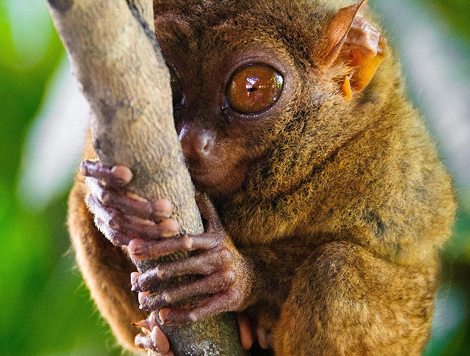 Với chiều cao khoảng 85 - 160mm, nặng 600gr, khỉ lùn Tarsier được mệnh danh là loài khỉ nhỏ nhất trên trái đất. Loài động vật đặc biệt này từng bị cho là đã tuyệt chủng vào năm 1921. Tuy nhiên, 86 năm sau đó, khỉ lùn Tarsier đã "tái xuất giang hồ". Chúng được tìm thấy tại Indonesia và một số quốc gia Đông Nam Á