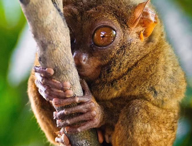 Với chiều cao khoảng 85 - 160mm, nặng 600gr, khỉ lùn Tarsier được mệnh danh là loài khỉ nhỏ nhất trên trái đất. Loài động vật đặc biệt này từng bị cho là đã tuyệt chủng vào năm 1921. Tuy nhiên, 86 năm sau đó, khỉ lùn Tarsier đã "tái xuất giang hồ". Chúng được tìm thấy tại Indonesia và một số quốc gia Đông Nam Á