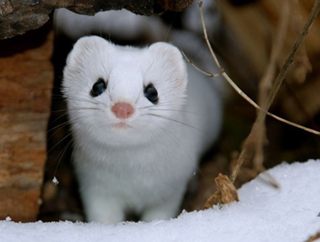 Được ví với nàng Bạch Tuyết xinh xắn trong truyện cổ tích, chồn tuyết đã "đốn tim" nhiều người bằng thân hình mảnh mai, thon dài, đuôi ngắn cùng bộ lông trắng muốt và khuôn mặt đáng yêu.