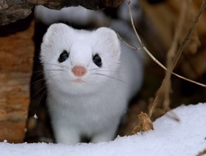 Được ví với nàng Bạch Tuyết xinh xắn trong truyện cổ tích, chồn tuyết đã "đốn tim" nhiều người bằng thân hình mảnh mai, thon dài, đuôi ngắn cùng bộ lông trắng muốt và khuôn mặt đáng yêu.