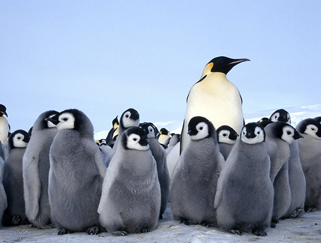 Chim cánh cụt sinh sống chủ yếu tại khu vực Nam bán cầu và phát triển với số lượng lên tới hàng chục loài khác nhau. Chúng sống thành bầy đàn và sở hữu lớp mỡ dày và bộ lông rậm rạp để chịu rét