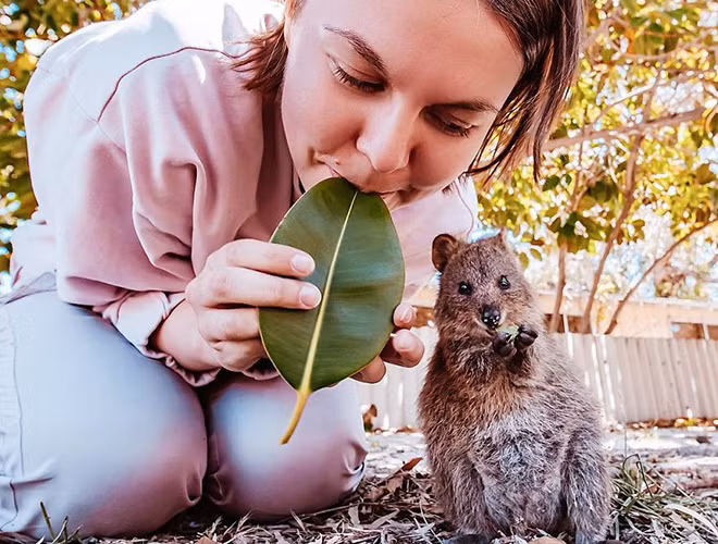 Cùng họ với Kangaroo, tuy nhiên Quokka lại sở hữu kích thước khiêm tốn hơn với phần thân dài 40-90cm và nặng khoảng 2,5-5kg. Khuôn mặt lúc nào trông cũng như đang cười giúp chúng được mệnh danh là "loài vật hạnh phúc nhất thế giới".