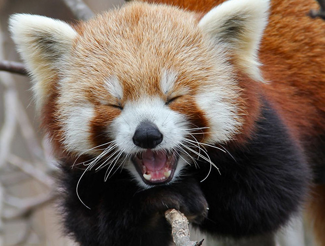 Là loài đặc hữu của dãy núi Himalaya và ở miền Nam Trung Quốc, gấu trúc đỏ có chiều dài từ 40-60cm và trọng lượng khoảng 3-6kg. Món ăn khoái khẩu của loài động vật đáng yêu này chính là lá tre.