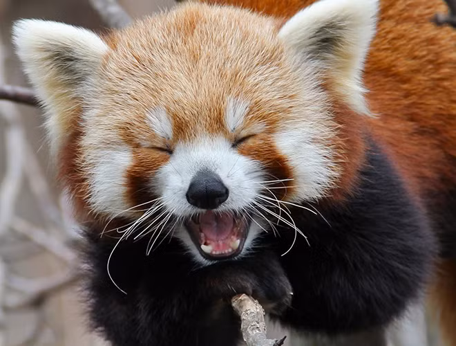 Là loài đặc hữu của dãy núi Himalaya và ở miền Nam Trung Quốc, gấu trúc đỏ có chiều dài từ 40-60cm và trọng lượng khoảng 3-6kg. Món ăn khoái khẩu của loài động vật đáng yêu này chính là lá tre.