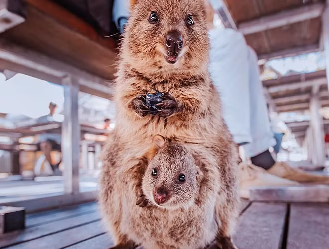 Không chỉ sở hữu ngoại hình đáng yêu, Quokka còn vô cùng cởi mở và thân thiện. Loài vật này thường bị thu hút bởi máy ảnh và sẵn sàng tự tiếp cận với khách du lịch để cùng họ chụp ảnh. Hàng năm, hàng trăm nghìn người đã đến đảo Rottnest để du lịch và Quokka là một phần lý do thu hút du khách.