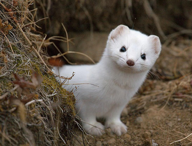 Trong quan niệm của người Macedonia cổ đại, chồn tuyết là biểu tượng của sự may mắn. Sự tín ngưỡng này bắt nguồn từ thần thoại con chồn bụng trắng chính là con vật đã giết chết tử xà và cứu nàng công chúa khỏi tay con quái vật.