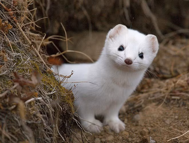 Trong quan niệm của người Macedonia cổ đại, chồn tuyết là biểu tượng của sự may mắn. Sự tín ngưỡng này bắt nguồn từ thần thoại con chồn bụng trắng chính là con vật đã giết chết tử xà và cứu nàng công chúa khỏi tay con quái vật.