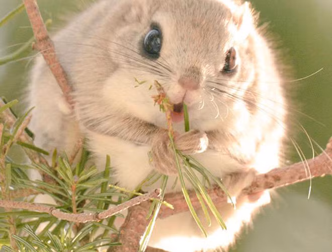 Sóc bay Ezo Momonga được mệnh danh là một trong những loài động vật đáng yêu nhất thế giới. Loài này được tìm thấy ở đảo Hokkaido, Nhật Bản và ở châu Âu, từ biển Baltic đến bờ biển Thái Bình Dương. Món ăn yêu thích của loài sóc này là các loại hạt và lá non . 