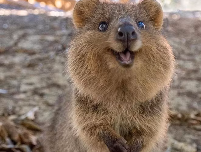 Vào năm 1658, một nhà thám hiểm người Hà Lan - Samuel Volckertzoon đã phát hiện ra Quokka trên đảo ở phía Tây Úc. Hiện tại, loài vật siêu đáng yêu này sinh sống trên một số hòn đảo nhỏ của nước Úc như đảo Rottnest và Bald.