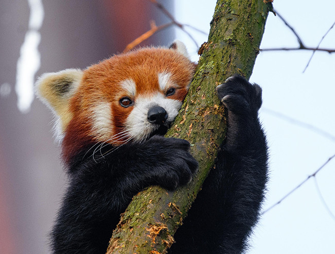 Để phân biệt lãnh thổ, gấu trúc đỏ thường tiết ra một mùi đặc trưng từ hậu môn. Do hai chân trước ngắn hơn hai chân sau, cách di chuyển của gấu trúc đỏ trở nên khá ngộ nghĩnh. Đặc biệt, loài vật này còn có thể đứng bằng hai chân sau. Đây là cách giúp chúng tự vệ và đe dọa kẻ thù.