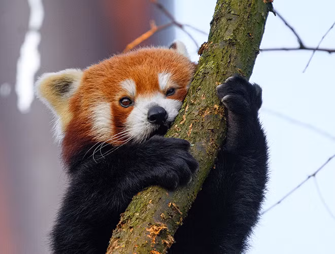 Để phân biệt lãnh thổ, gấu trúc đỏ thường tiết ra một mùi đặc trưng từ hậu môn. Do hai chân trước ngắn hơn hai chân sau, cách di chuyển của gấu trúc đỏ trở nên khá ngộ nghĩnh. Đặc biệt, loài vật này còn có thể đứng bằng hai chân sau. Đây là cách giúp chúng tự vệ và đe dọa kẻ thù.