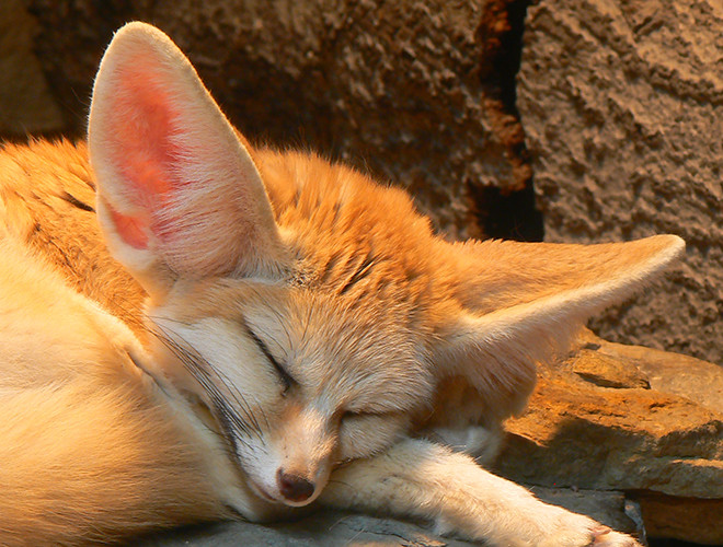 Cáo Fennec rất chung thủy, chúng sống theo chế độ một vợ một chồng. Với ngoại hình nhỏ nhắn đáng yêu, loài cáo này thường được thuần hóa trở thành thú nuôi.