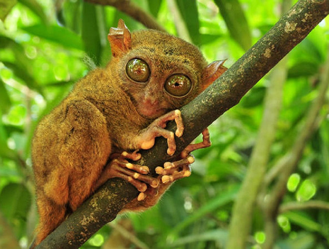 Những chú khỉ Tarsier gây ấn tượng với đôi mắt to chiếm gần hết khuôn mặt cùng với một đôi tai to không kém. Đôi tai này hỗ trợ đắc lực cho chúng khi nghe ngóng động tĩnh của con mồi như côn trùng, rắn hay thằn lằn.