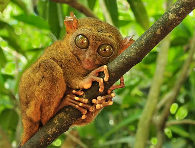 Những chú khỉ Tarsier gây ấn tượng với đôi mắt to chiếm gần hết khuôn mặt cùng với một đôi tai to không kém. Đôi tai này hỗ trợ đắc lực cho chúng khi nghe ngóng động tĩnh của con mồi như côn trùng, rắn hay thằn lằn.