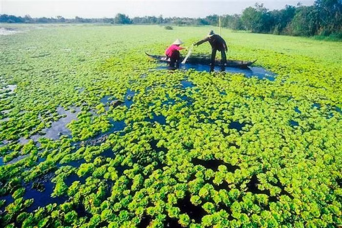 Nếu có dịp ghé thăm rừng U Minh Hạ gần rừng U Minh Thượng, du khách sẽ được trải nghiệm trên thuyền vỏ lãi, lênh đênh qua các con sông, con rạch. Khi đó, bạn có thể ngắm nhìn một khoảng trời Cà Mau lấp lánh, ẩn hiện giữa tán rừng bạt ngàn, hay len giữa thảm bèo, giữa lau sậy trắng phau, đưa tay vớt nước, đùa nghịch. Hoặc du khách có thể thuê xuồng vào rừng câu cá, cùng người dân tát mương bắt cá ở Cà Mau, bắt lươn, đi hái bồn bồn, sen, súng,…